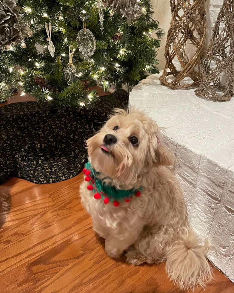 Smart Maltipoo Poodle Mix Pup