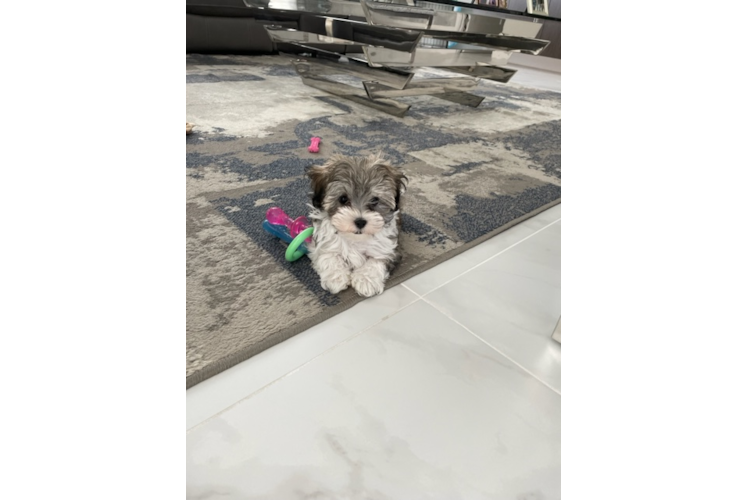 Funny Maltipoo Poodle Mix Pup