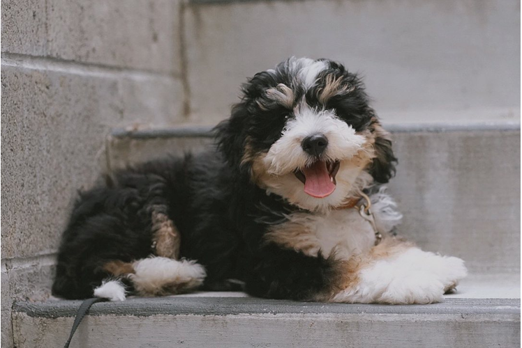 Mini Bernedoodle Puppy for Adoption