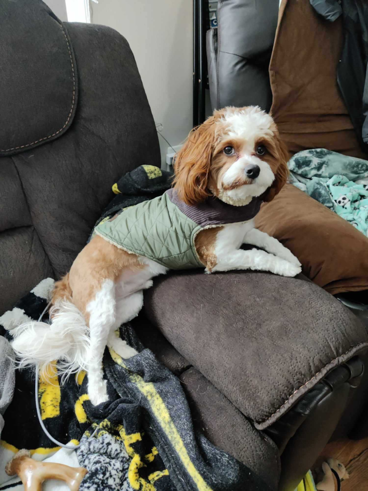 Happy Cavapoo Pup in