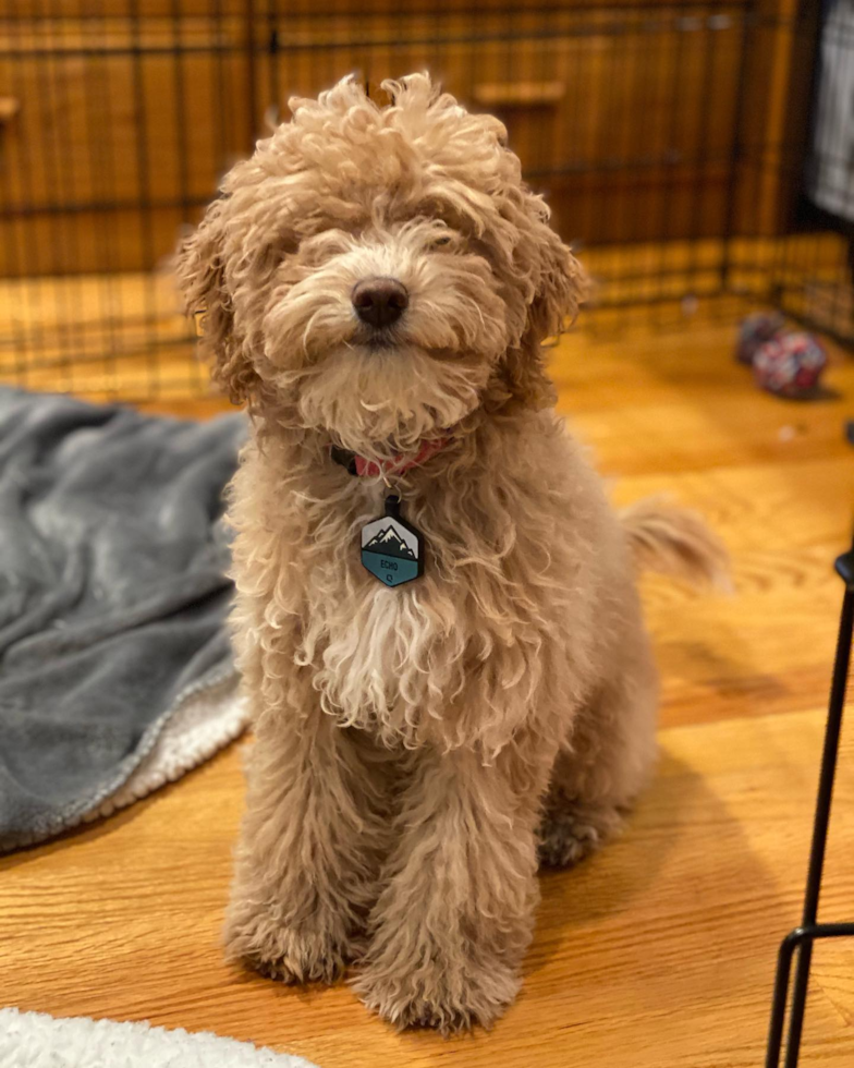 Playful Poodle Purebred Pup