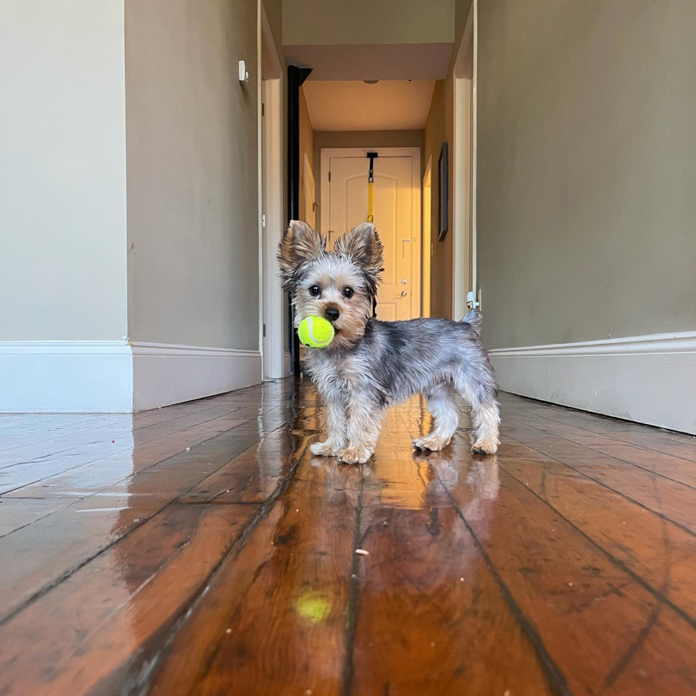 Playful Yorkshire Terrier Pup