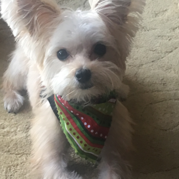 Friendly Morkie Pup