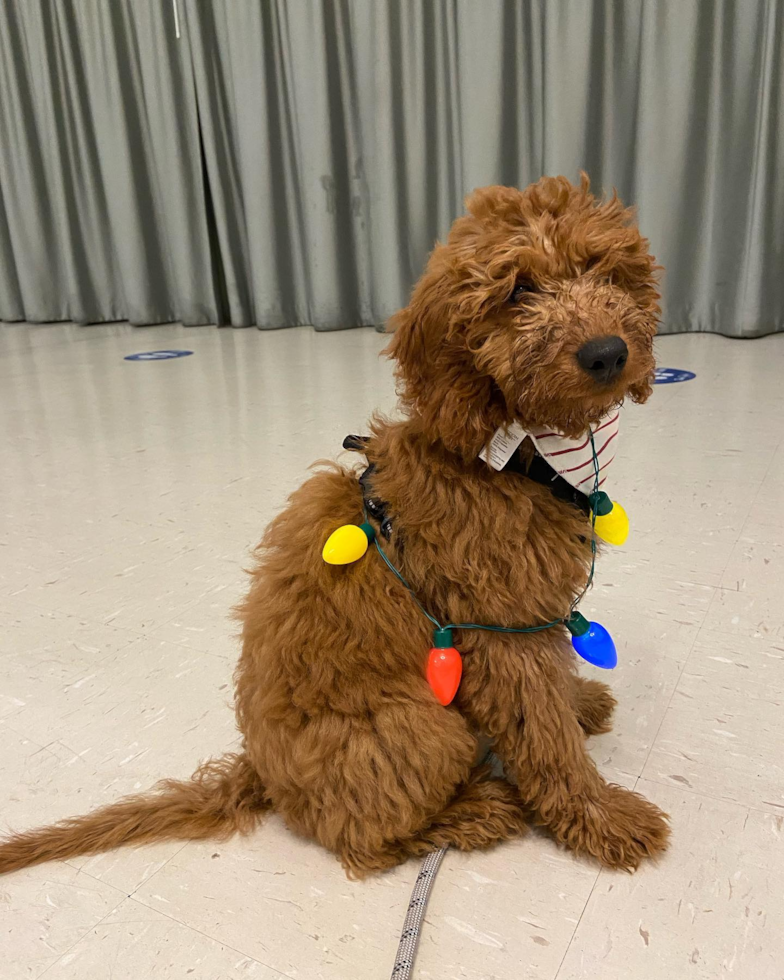 Santa Clara Mini Goldendoodle Pup