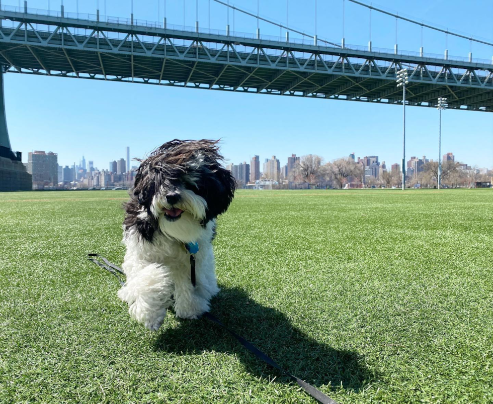 New York Havanese Pup