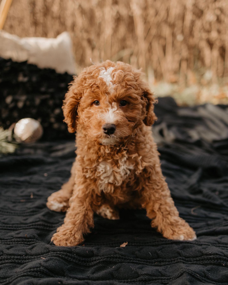 Franklin Lakes Mini Goldendoodle Pup