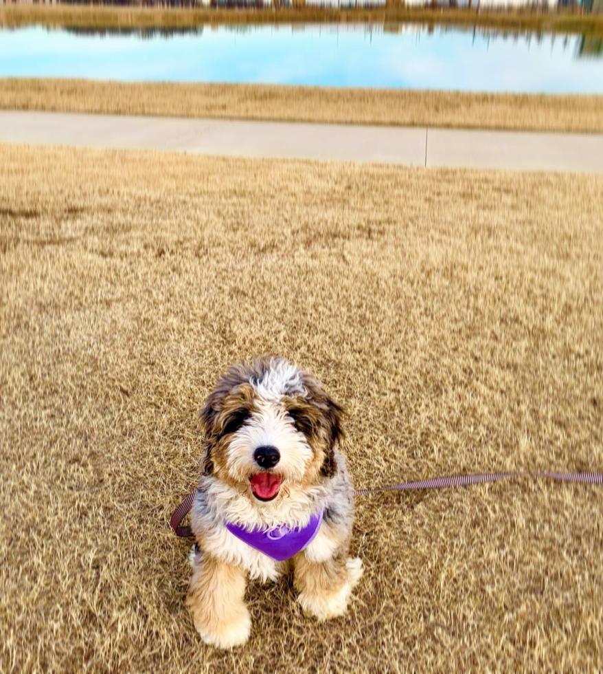 Fluffy Mini Bernedoodle Poodle Mix Pup