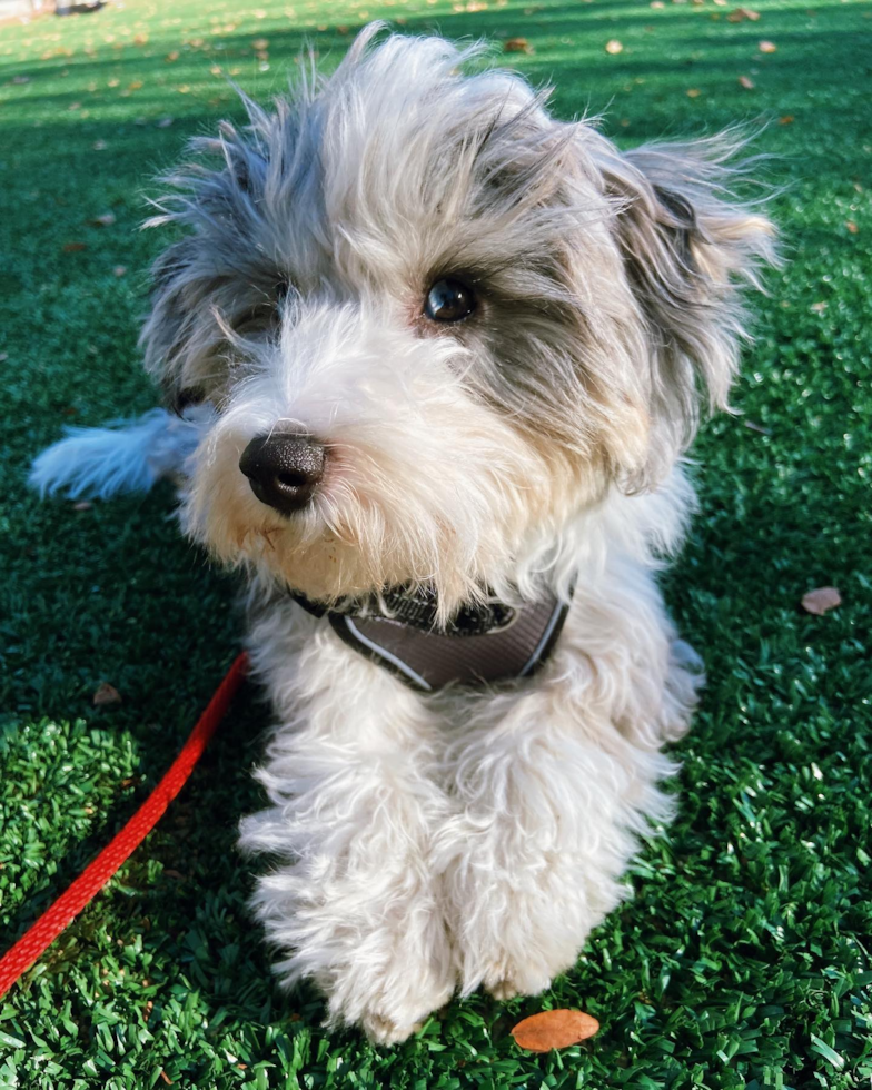 Brooklyn Aussiechon Pup