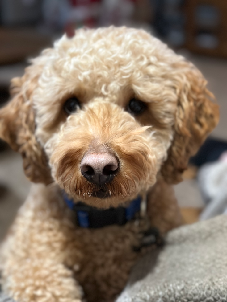 Mini Goldendoodle Being Cute