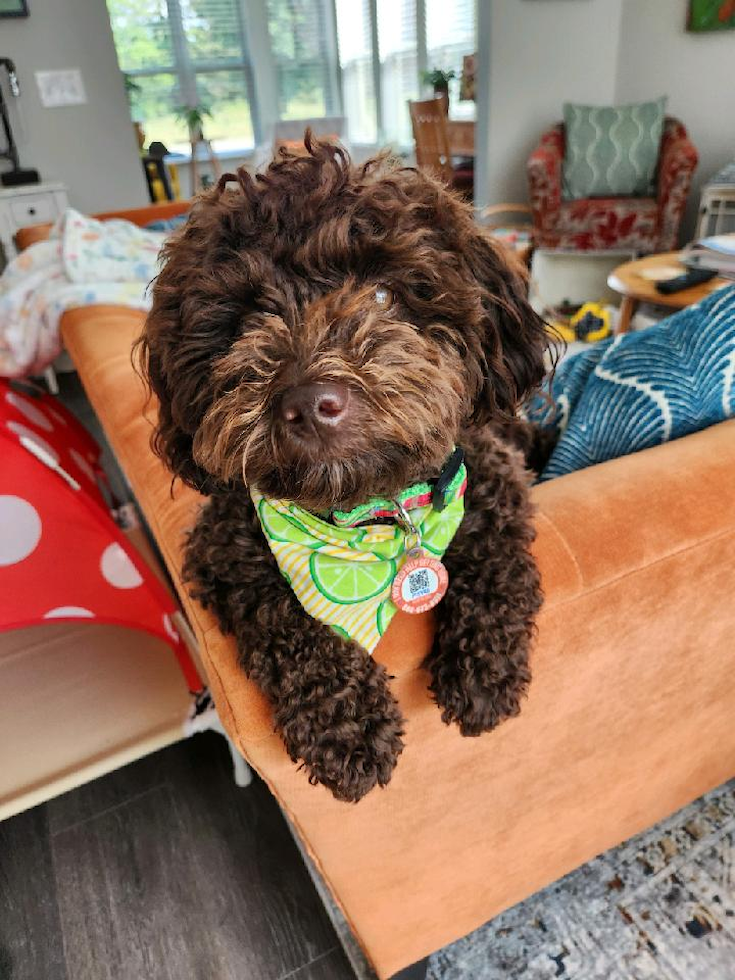 Popular Havapoo Poodle Mix Pup