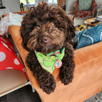 Popular Havapoo Poodle Mix Pup