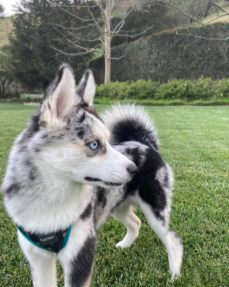 Beverly Hills Pomsky Pup