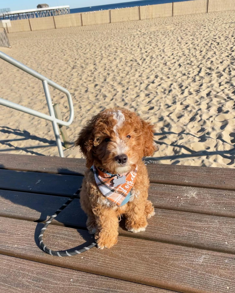 Little Golden Retriever Poodle Mix Pup