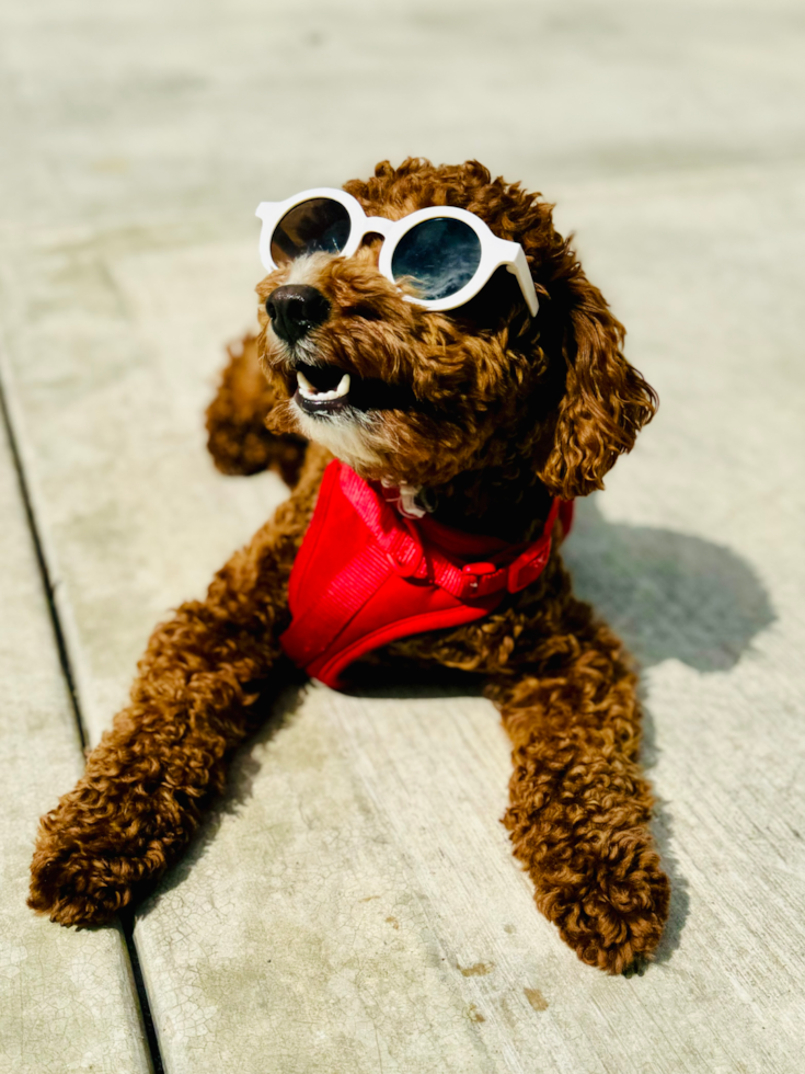 Popular Mini Goldendoodle Poodle Mix Pup