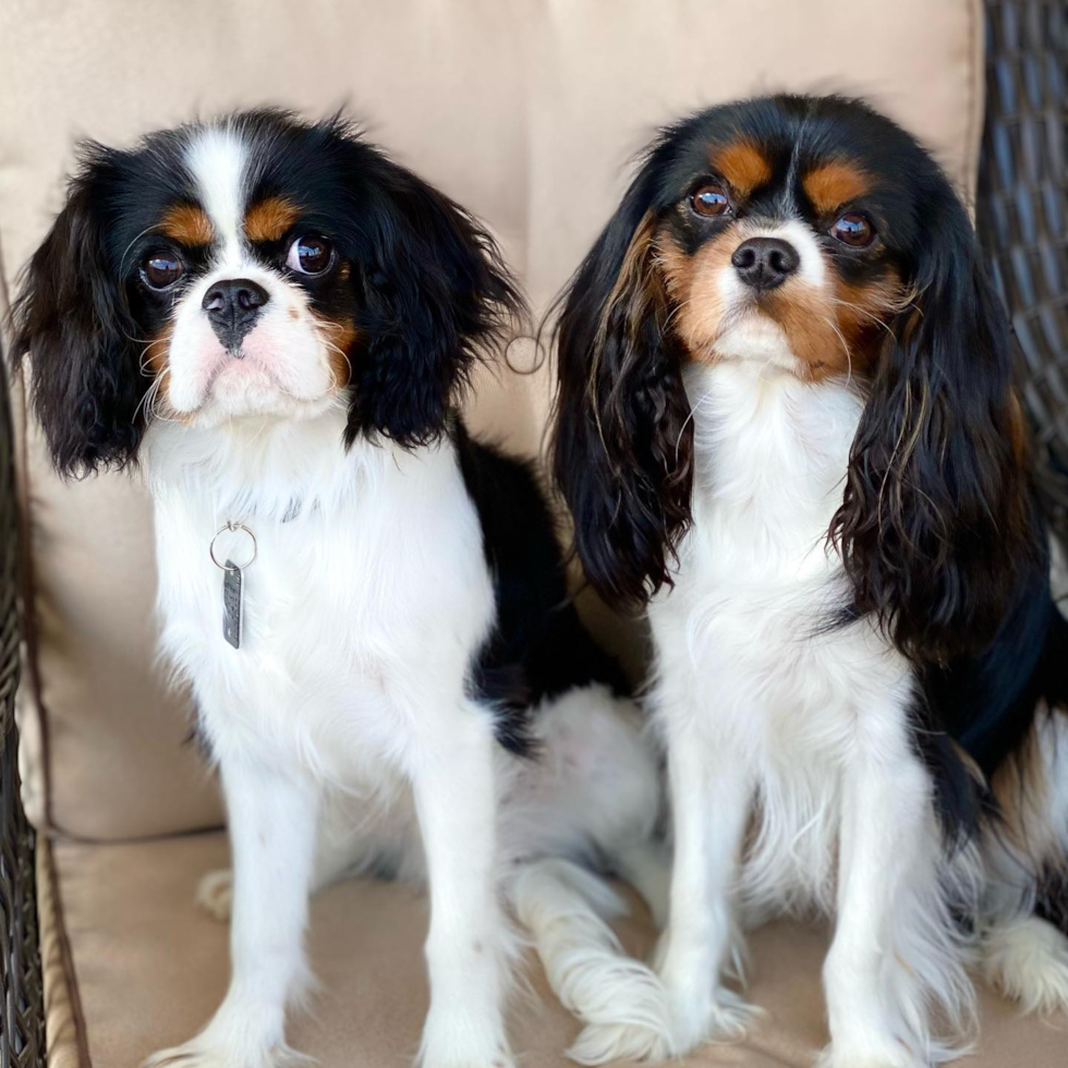 Jackson Cavalier King Charles Spaniel Pup