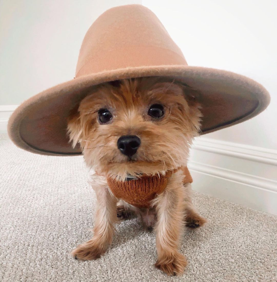 Ann Arbor Yorkshire Terrier Pup