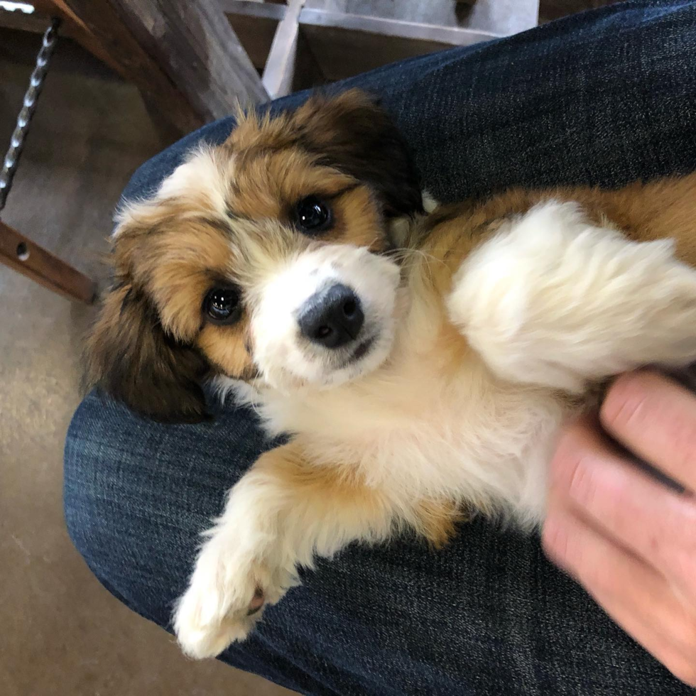 Small Aussiechon Pup