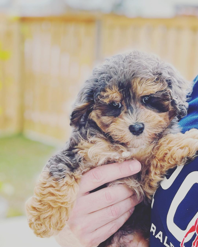 Luling Maltipoo Pup