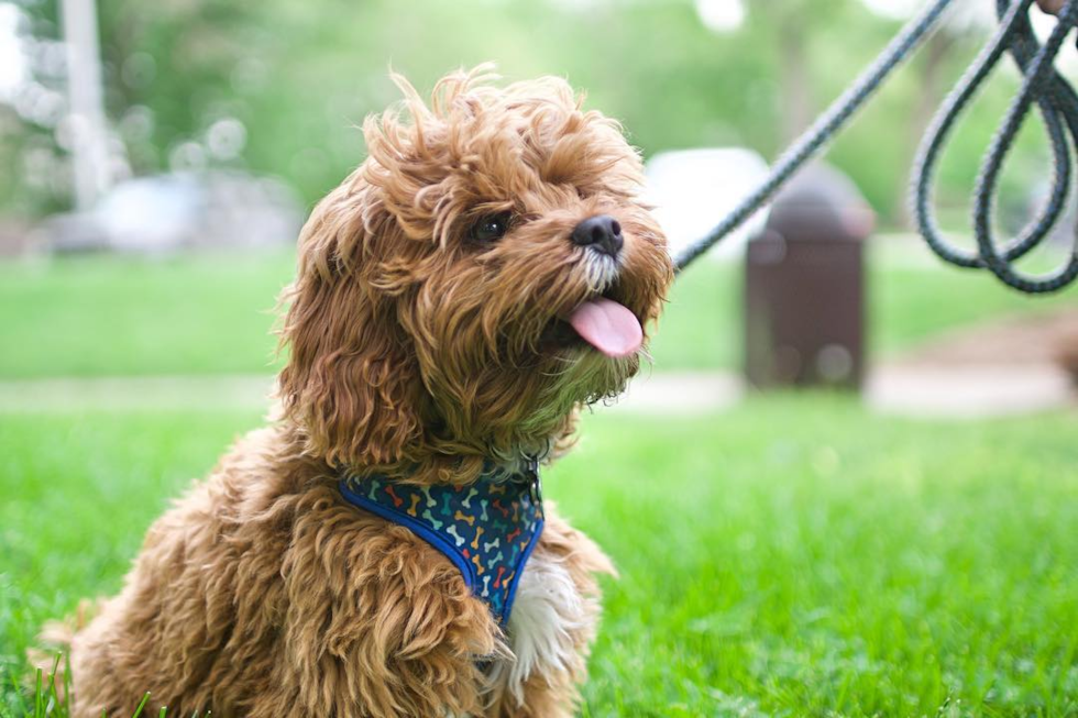 Smart Cavapoo Poodle Mix Pup