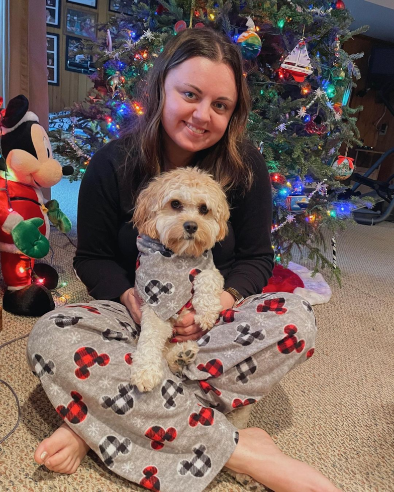 Cavachon Being Cute