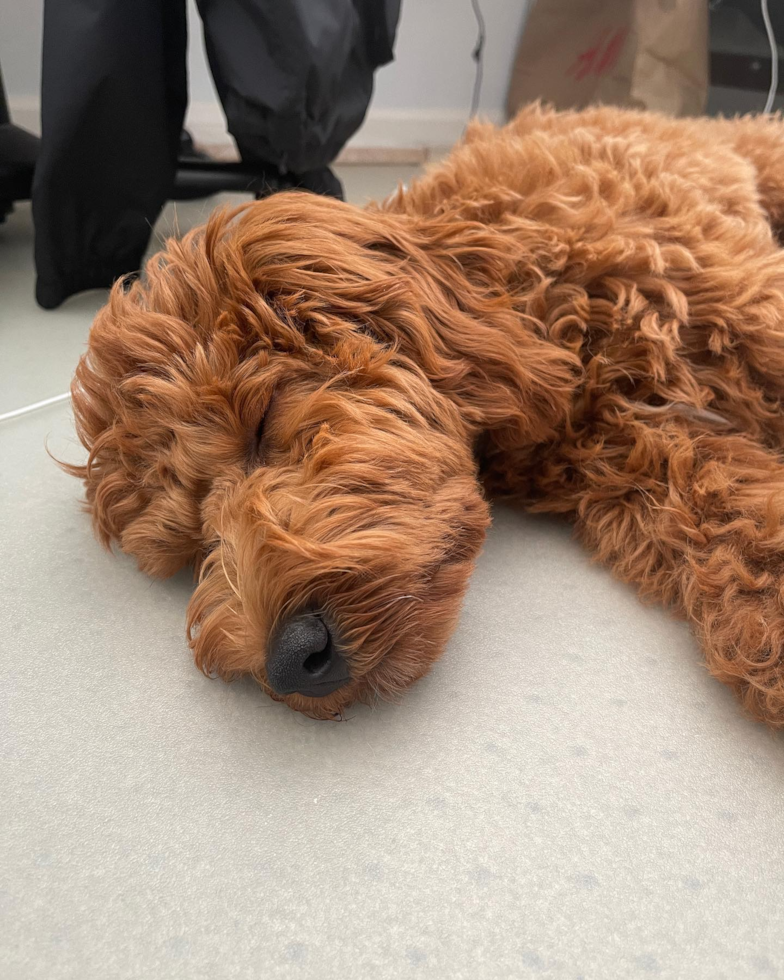 Mini Goldendoodle Being Cute