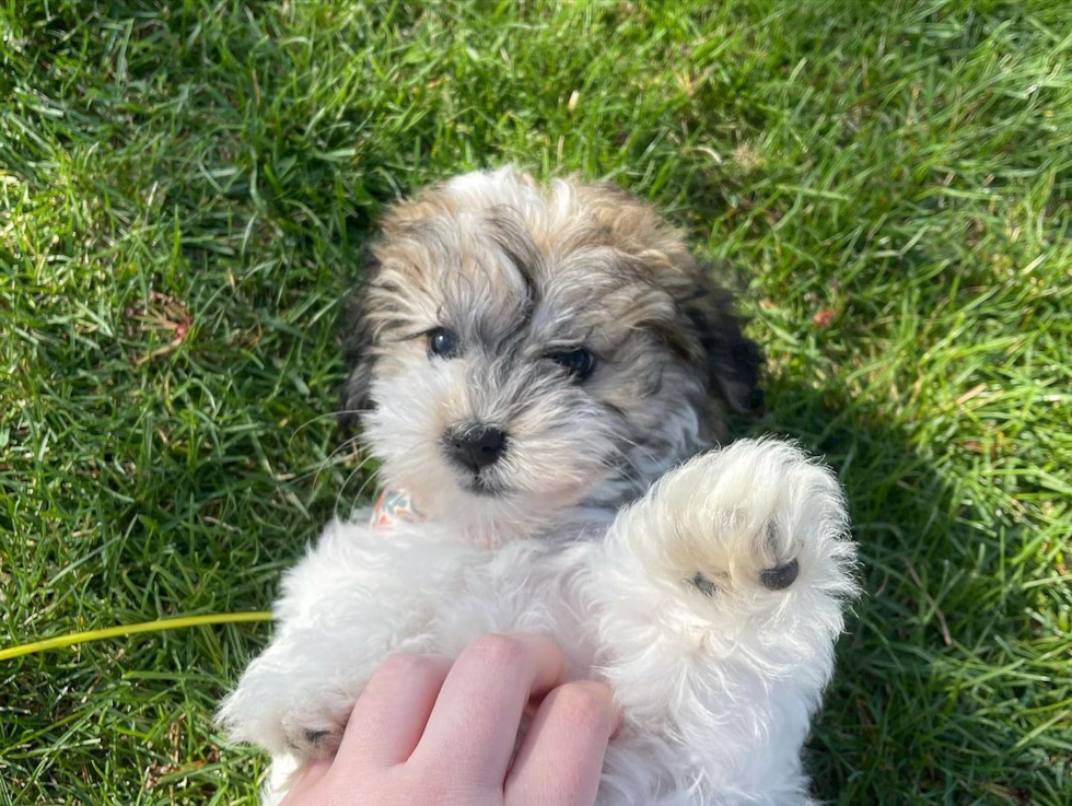 Akc Registered Havanese Pup