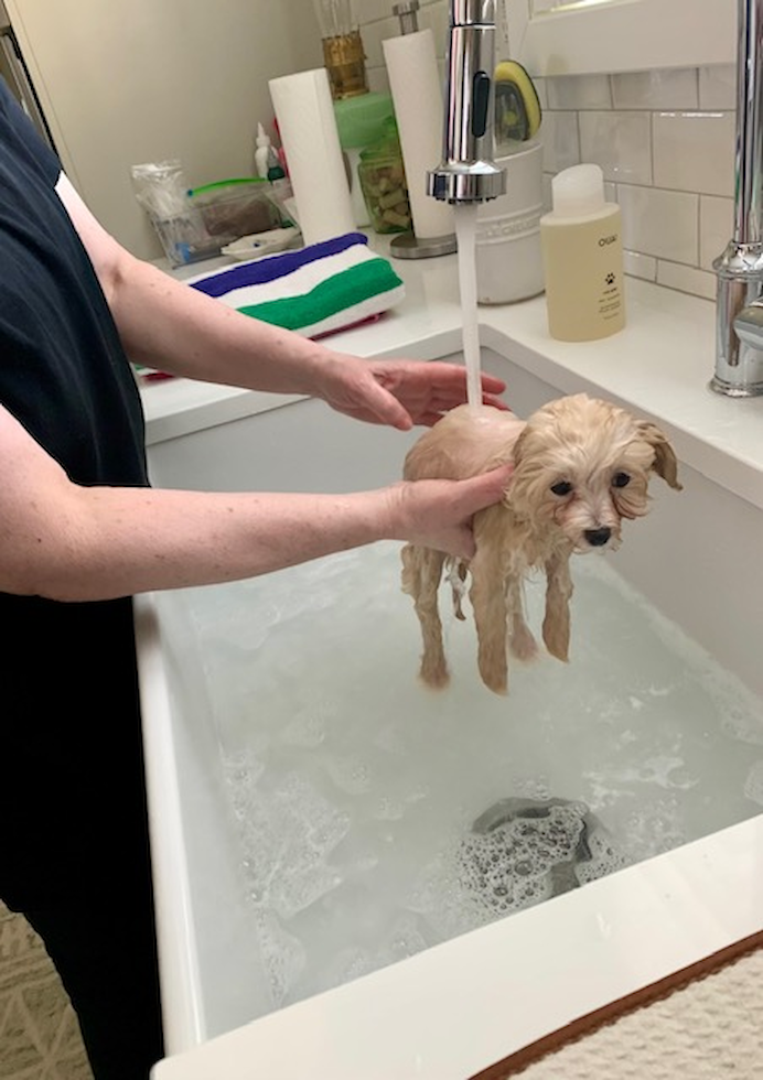 Maltipoo Pup