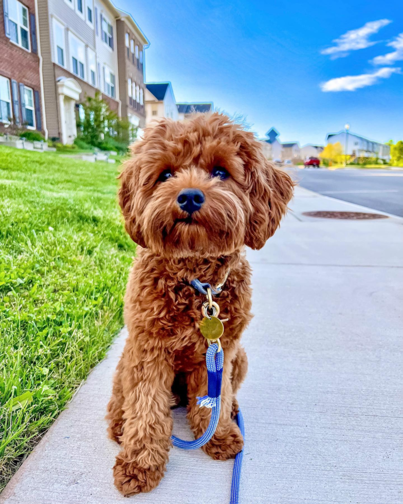 Happy Cavapoo Pup