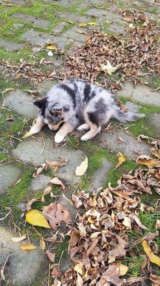 Pomsky Pup