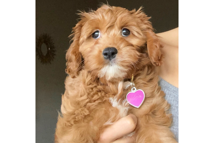 Best Cavapoo Baby