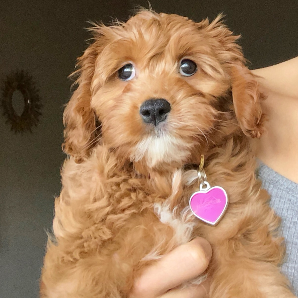 Los Cavapoo Pup