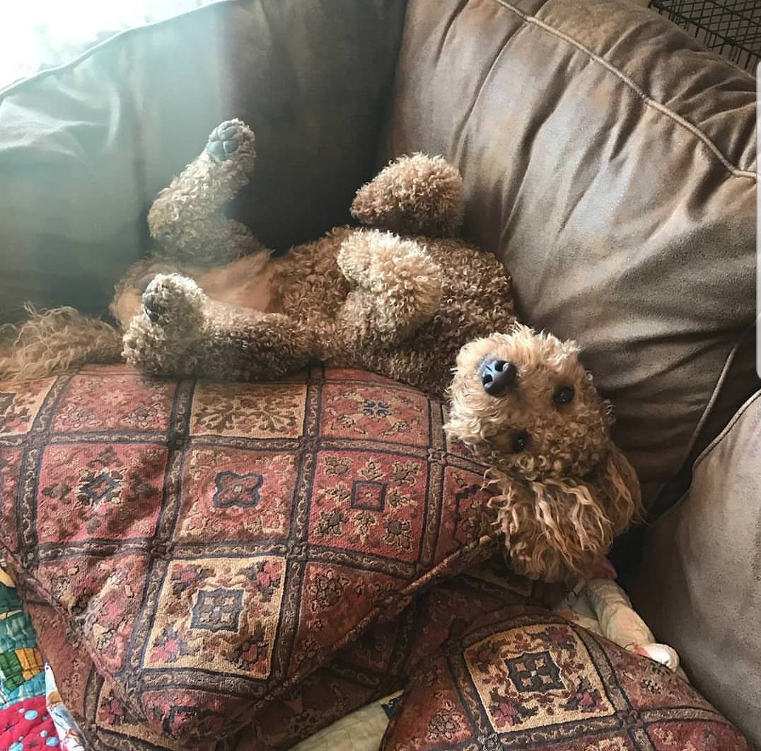Mini Goldendoodle Pup Being Cute