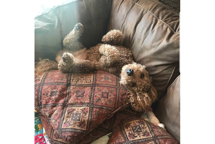 Mini Goldendoodle Pup Being Cute