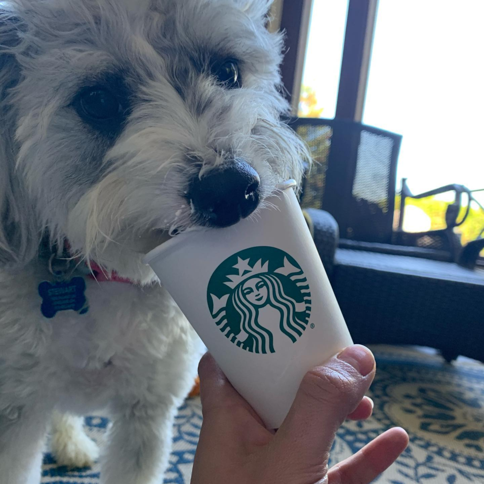 Mini Aussiedoodle Being Cute