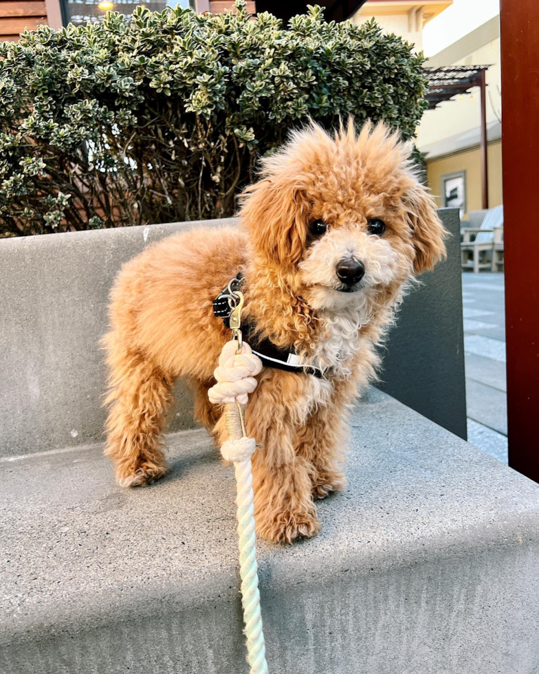 Smart Poochon Poodle Mix Pup