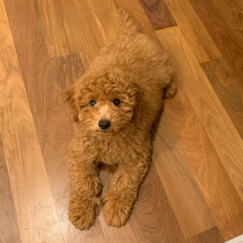 Energetic Golden Retriever Poodle Mix Pup