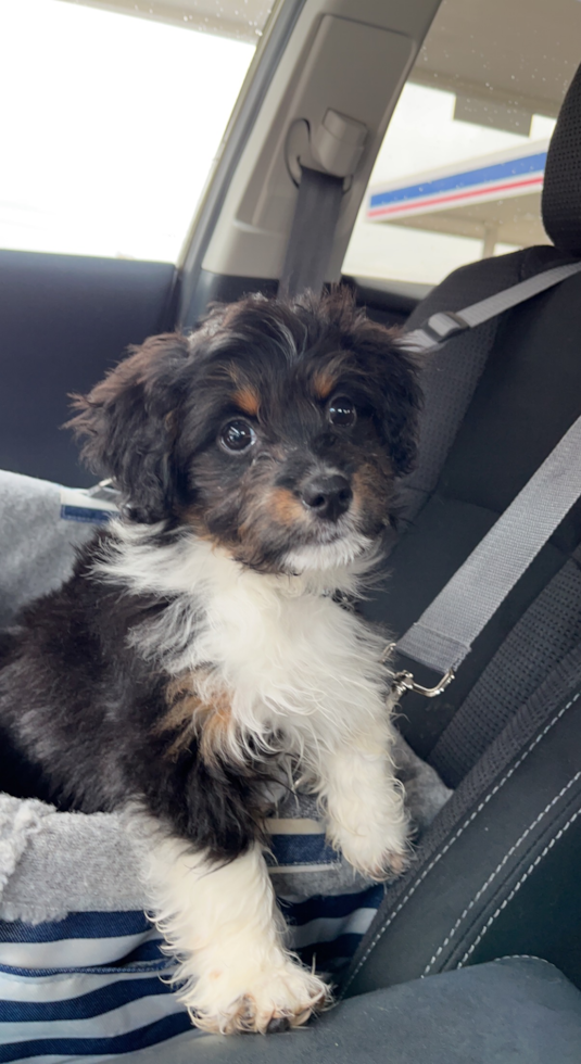 Small Mini Aussiedoodle Pup