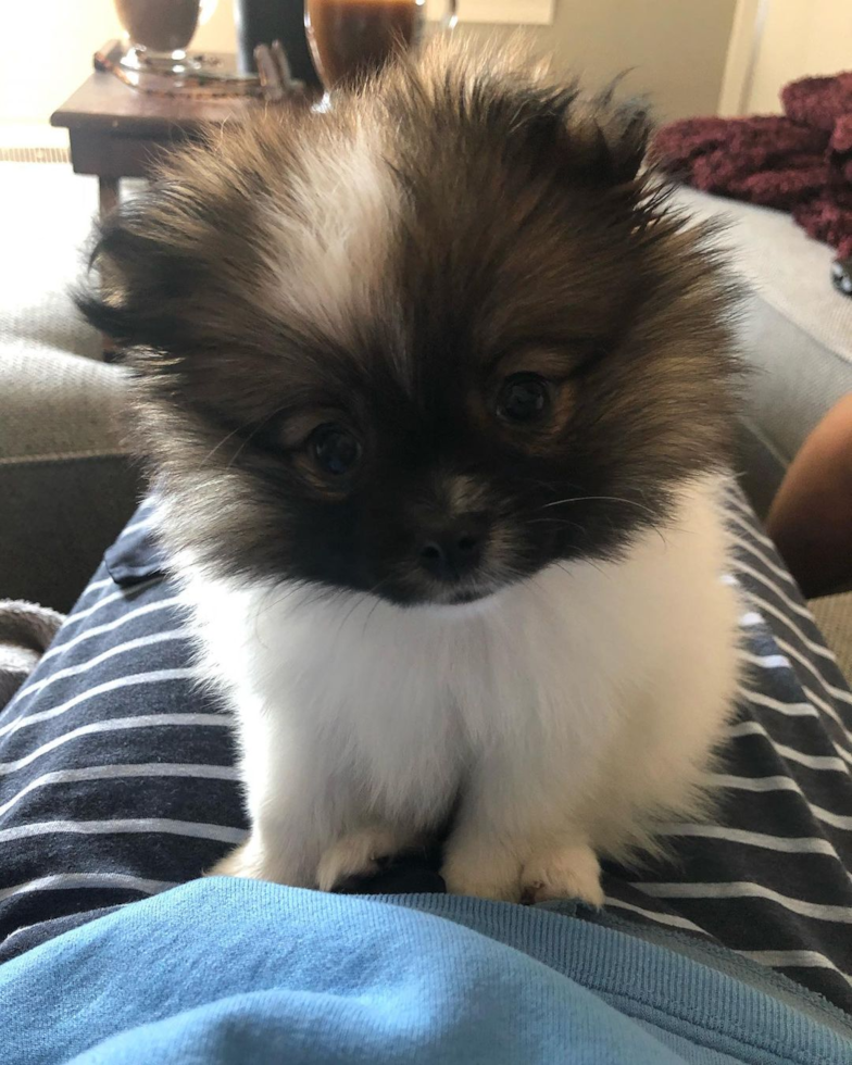 Little Pomeranian Purebred Pup