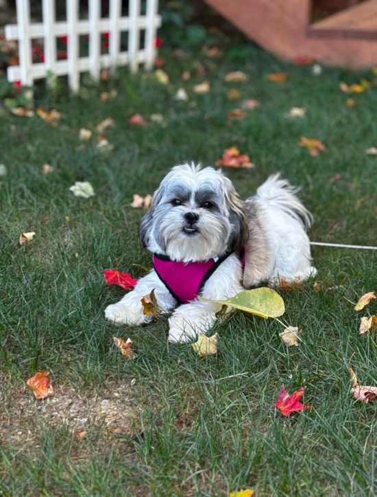 Hypoallergenic Shit Designer Pup