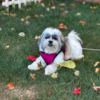 Hypoallergenic Shit Designer Pup