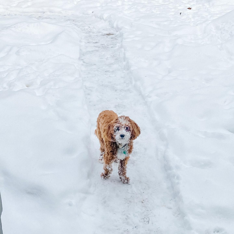 Cute Cavapoo Pup in Columbus OH