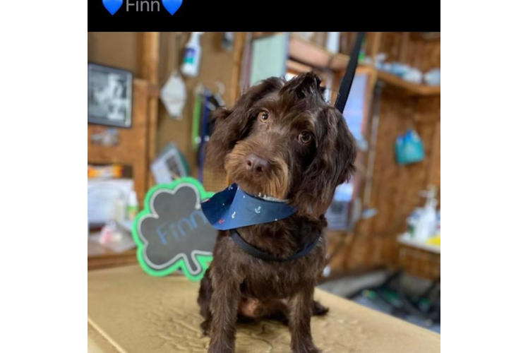 Mini Labradoodle Puppy for Adoption