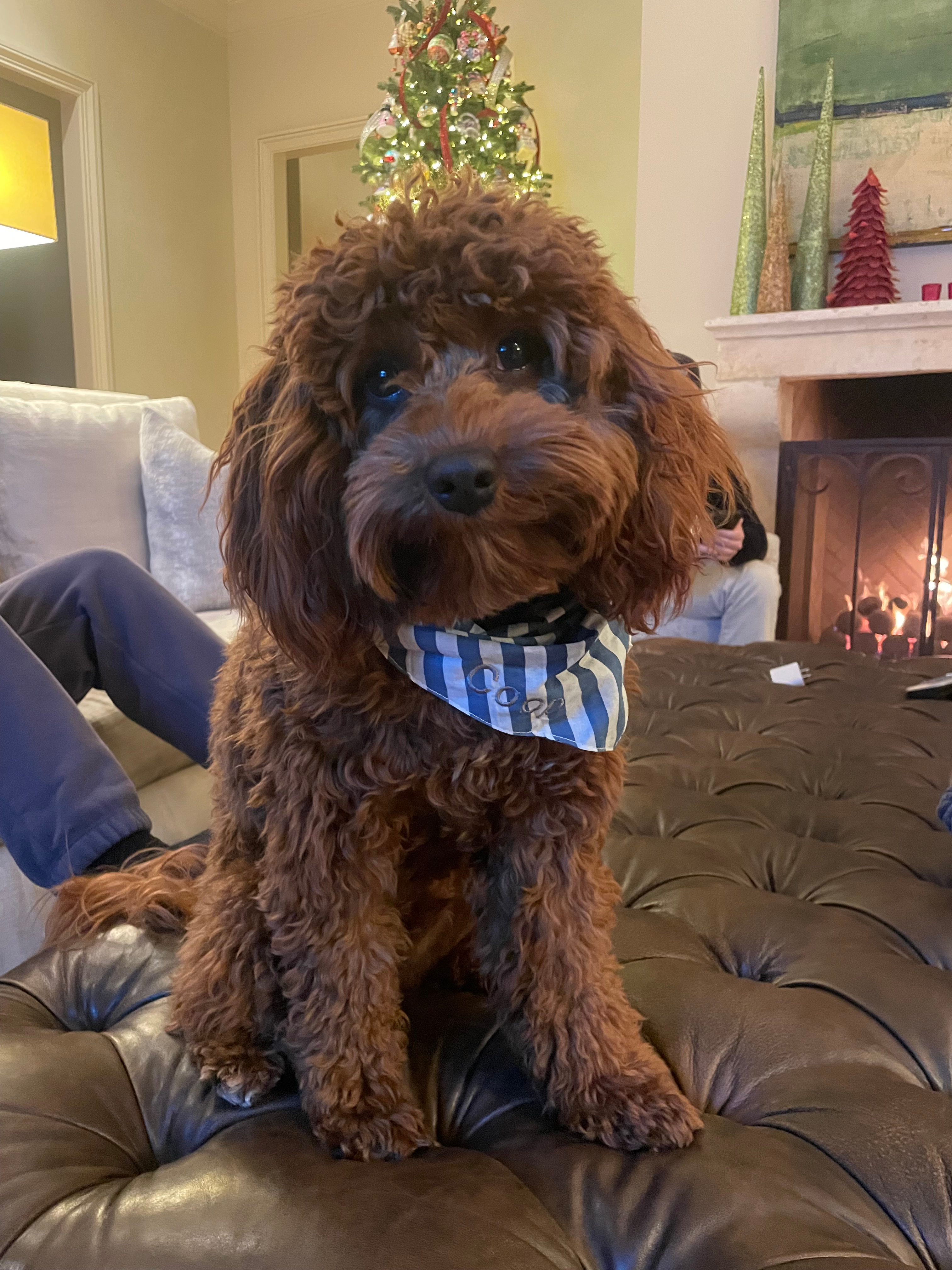 Small Cavapoo Baby