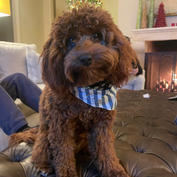 Happy Cavapoo Pup in