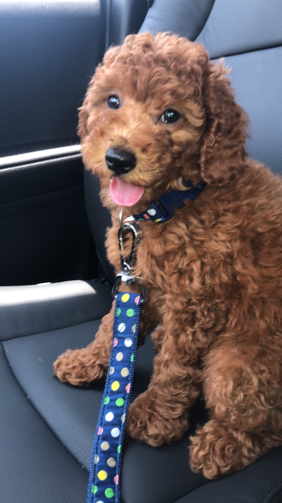 Fluffy Mini Goldendoodle Poodle Mix Pup