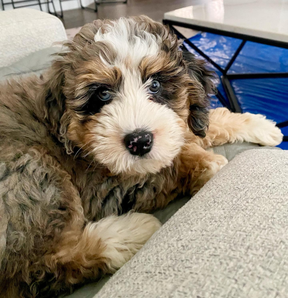 Farmers Branch Mini Bernedoodle Pup