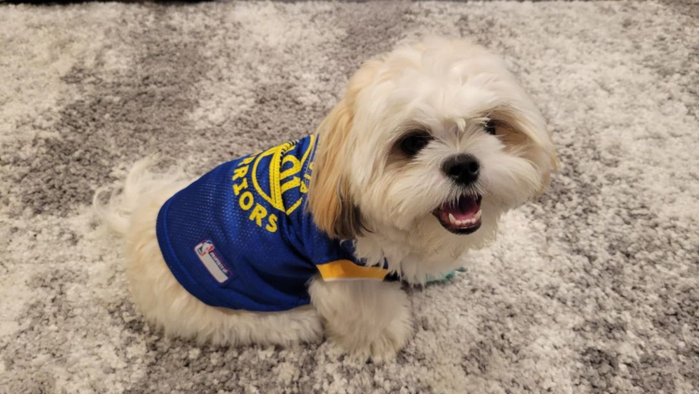 Happy Teddy Bear Pup in San Leandro CA