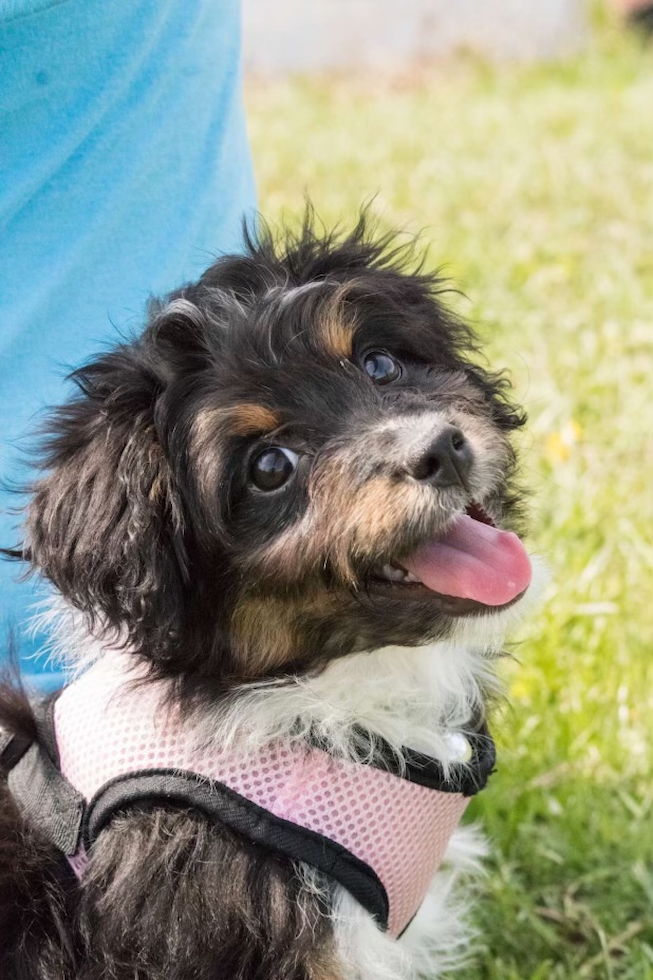 Mini Aussiedoodle Pup