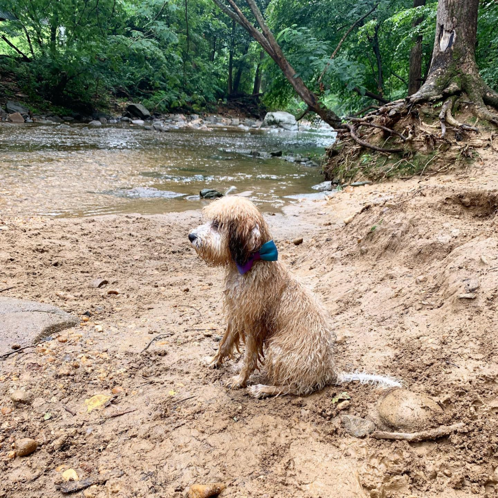 Fluffy Cavapoo Poodle Mix Pup