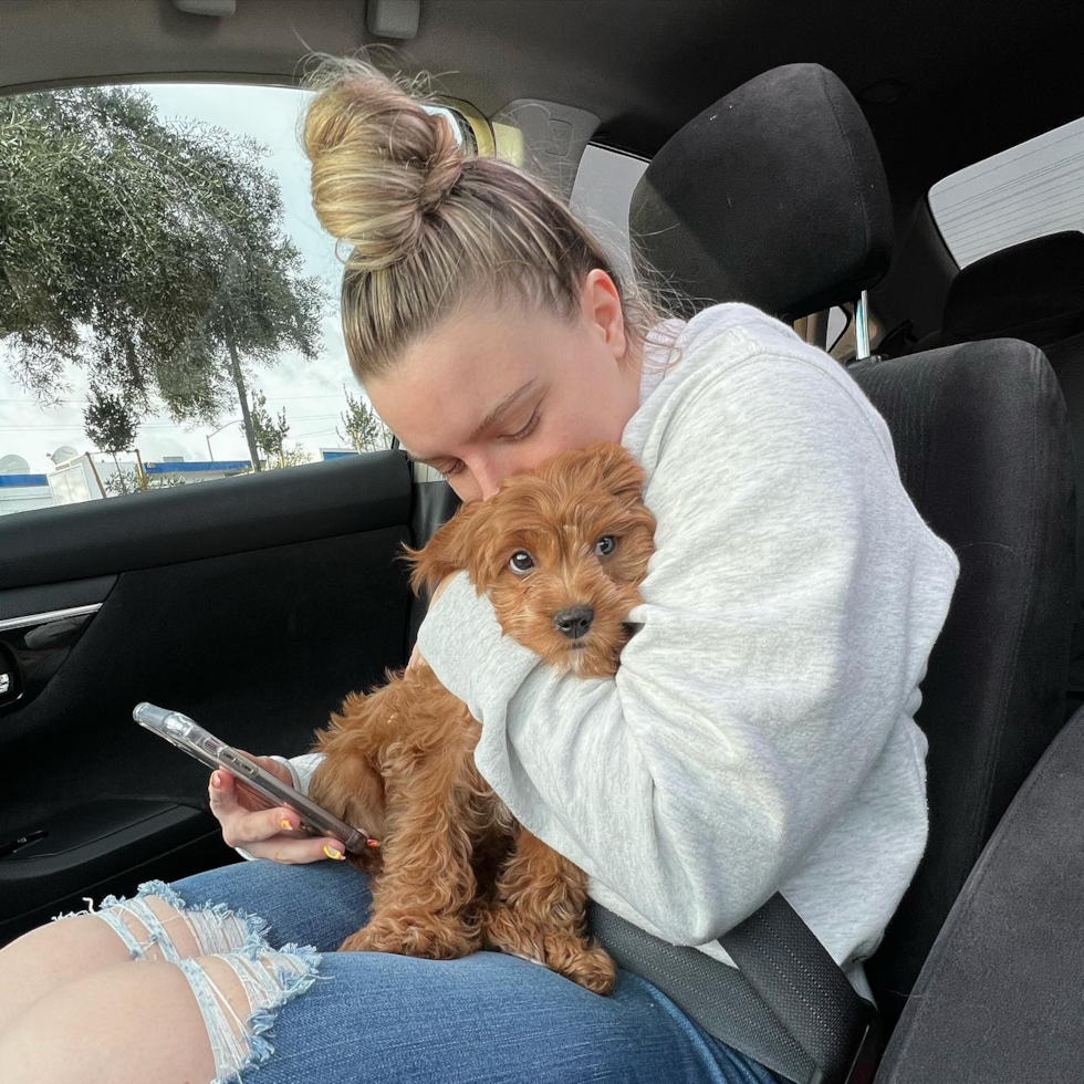 Little Cavoodle Poodle Mix Pup